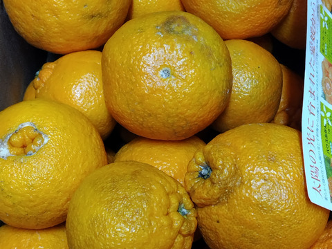 しらぬい訳あり8kg