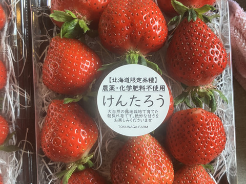 農薬化学肥料不使用🍓北海道限定品種‼️【朝どれ】けんたろう苺　500g🍓
