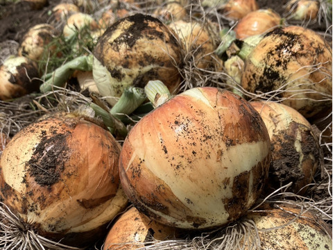 【業務用。激安！！】新玉ねぎ：スパート１０kg（栽培期間中農薬・化学肥料不使用）