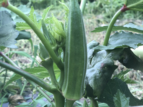 【栄養価が高い】しゅんセット(8〜10品目前後)