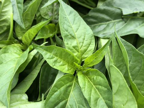 農家自慢の葉唐辛子　お得な大容量１キロ！&サービス夏野菜と共にお届け致します。