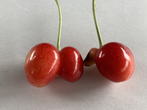 山形のさくらんぼ ご家庭用「紅秀峰」700g