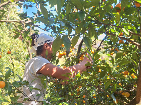 お猿さんから守れ！レスキューたんかん　６キロ