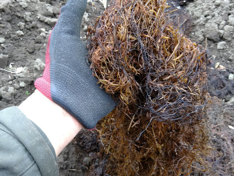 【お試し】国産バナナ プチサイズ1.8kgと安納芋2Sサイズ2kg【セット】