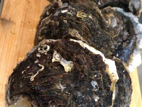 家族でバーベキューをしよう！夏が旬の岩牡蠣約2.5kg（約15個）