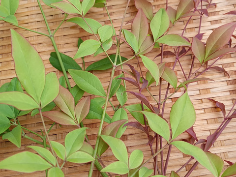 観賞用🌱自然栽培南天の葉つき🌿【数量限定❗❗】子供に食べさせたいばぁばのモノスゴイ野菜と南天の葉セット 🥕✨✨✨