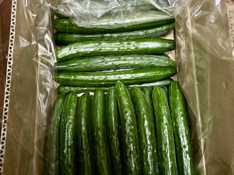 【きゅうり】南国宮崎のてげうまきゅうり（10ｋｇ）5kg×2箱