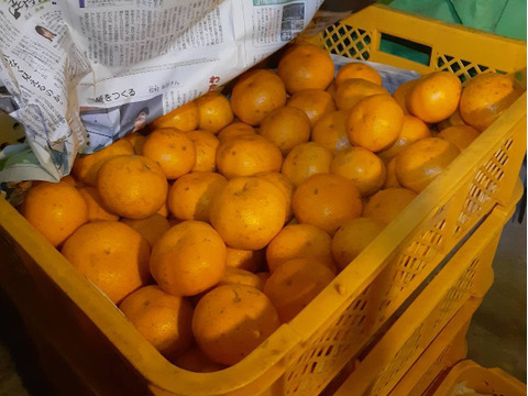 鹿児島県産「デコ不知火」箱込み5kg