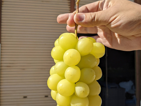 粒でも美味しいシャインマスカット粒パック1kg