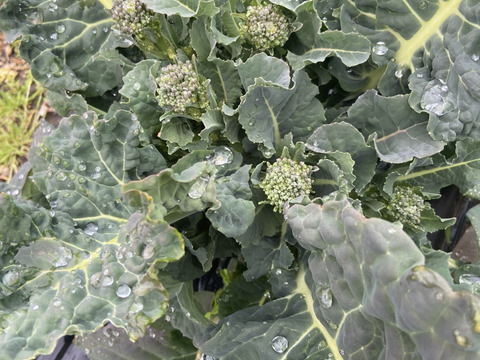 【期間限定⭐️】アレッタ（ケール🍃×ブロッコリー🥦）１kg