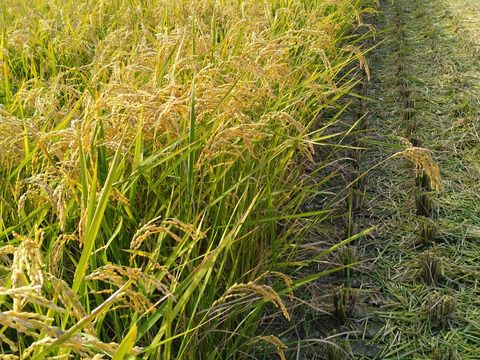 2025年産もち米（モチミノリ）2.1kg　白米