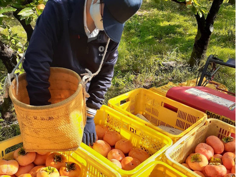 【11月中旬発送】幻の柿 次郎柿！御贈答用2Lサイズ26個入り（7.5ｋｇ）【予約】