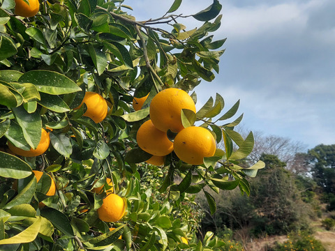 由良の木成りはっさく～家庭用