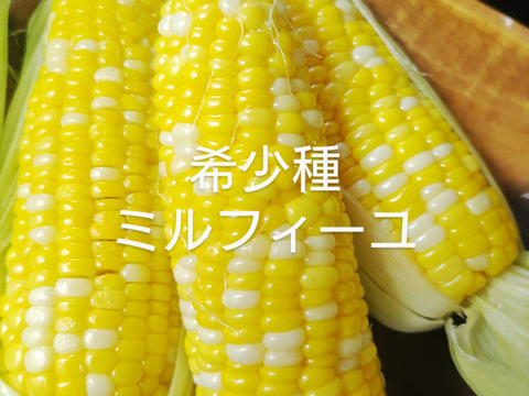 【期間限定】６／１２〜２０注文に限り
２５００円で販売します♪
希少種ミルフィーユ🌽生でも食べられる【朝採り即出荷】６本（2.4㎏）甘熟後順次発送いたします
