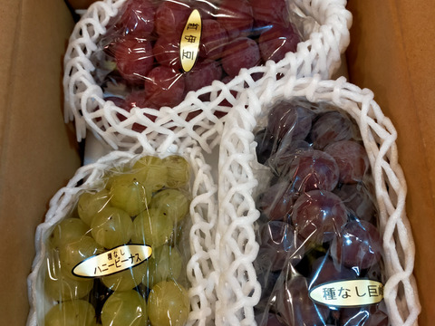 ✨🍇第一弾　2024ぶどう3種食べ比べセット🍇✨
　　　紅伊豆　・　ハニービーナス　・　巨峰
【ご家庭用・中房各１房入・計約1.3㌔位入】