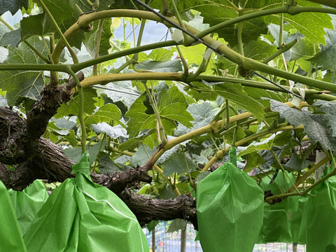 岡山県産✨【レア品種】✨紅環（べにたまき）夏の疲れを癒やしてくれる🎶爽やかな酸味と甘さ✨1kg 2房入