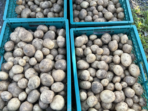 寄居発 採れたてじゃが芋男爵2kg