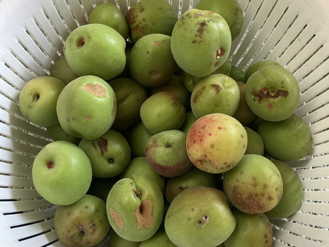 訳あり青梅 1.4kg ☆農薬肥料不使用☆