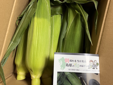 高糖度スイーツコーン２kg　島原湧水育ち　甘いとうもろこし