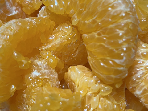 はるみ｜春を先取りする優しい甘さのご褒美みかん｜ご家庭用5kg