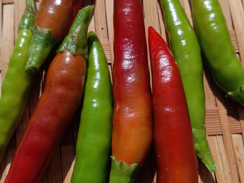 秋野菜セット🍅【数量限定❗❗】子供に食べさせたい野菜（５品目～７品目）😋🍙ばぁばのモノスゴイ野菜🍅🍆🌽✨✨✨✨✨