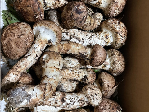 松茸300g！リピーター多数！予約はお早めに！最高級品