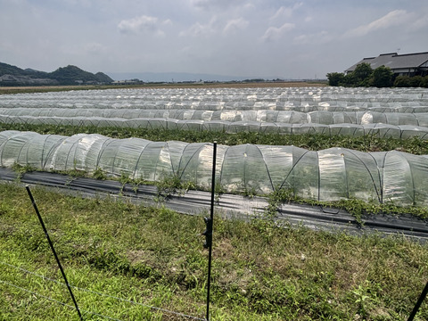 朝採り 羅皇ザ・スウィート すいか【家庭用・訳あり】福岡県朝倉産 ※糖度約11.5度以上の希少品