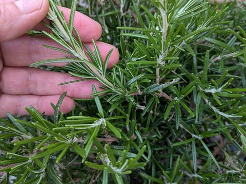 ローズマリー 約15cm✕3のフレッシュローズマリー🌿生葉🌿約15cmのローズマリー、3本分のお届け🌿※品種はお選びできません☆自然栽培 🏣ゆうパック