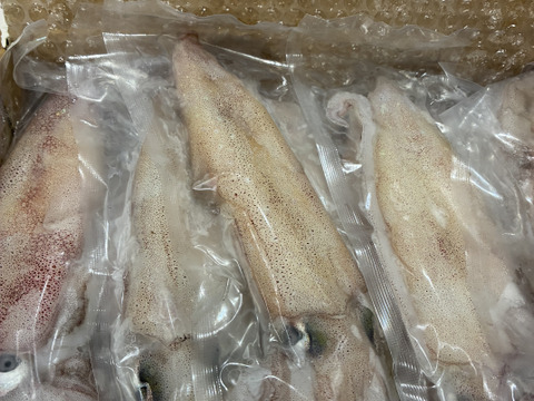萩産剣先イカ お徳用約2㌔
