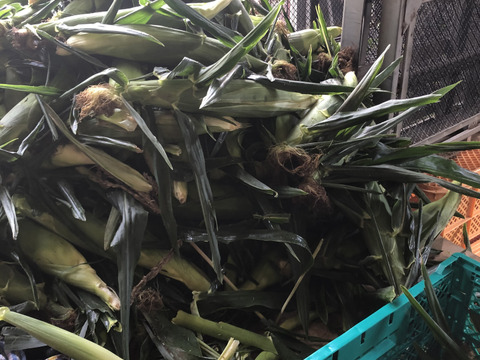 《北海道産》採れたて！とうもろこし6本(L.2L混合)