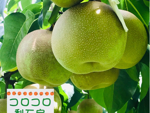 【幸水梨 大玉】甘い‼️まるで梨ジュース✨️贈答用約2.5kg (4~6個入) ひとつひとつ色付きを確認して樹上完熟で収穫します😋鮮度を保つため早朝に収穫しクール便でお届け🚚【夏ギフト】