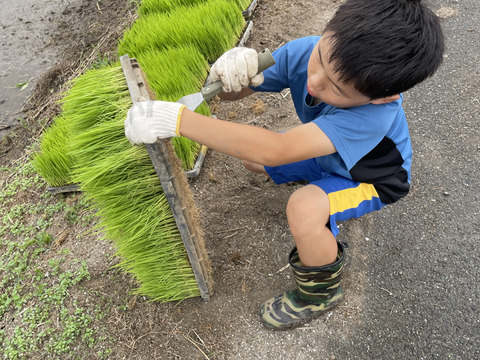 新米 令和7年度産【もりのくまさん】白米5キロ 熊本の地下水使用