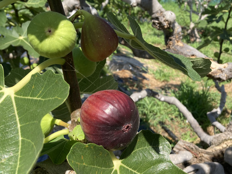 いちじく　２種セット　ドーフィン＆いちじくバナーネ　予約販売　順次配送