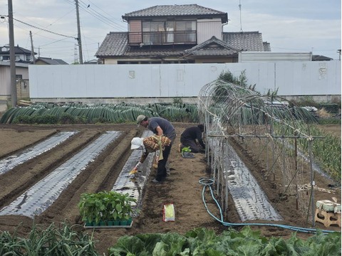 【予約販売】夏野菜おまかせセット｜ナス・キュウリ・トマトなど｜栽培期間中農薬・除草剤不使用