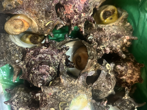 活き活き!!
小泊産天然サザエ1kg
