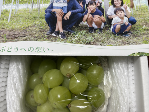 【大特価】粒切りシャインマスカット1ｋｇ箱