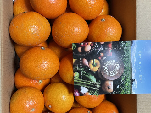 【人にやさしく様専用】愛媛が誇る高級柑橘　ふぞろいのまどんなたち　5kg×2箱&レモン5kg×2箱（ご家庭用）