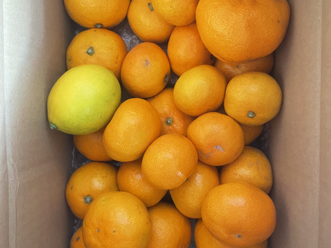 箱込約3㌔　1,000箱以上売れるゲリラセールミカン