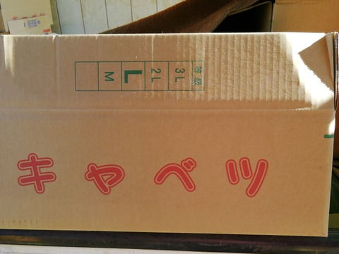 【大容量シェアでお得🉐】朝露したたる！超新鮮！朝どりキャベツ 10kg