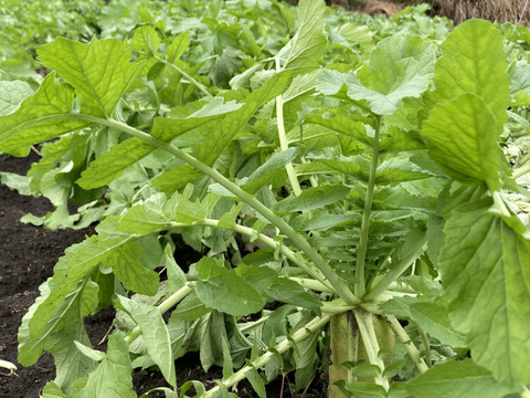 訳あり【農薬・化学肥料不使用】MOA自然農法で育った紫大根5kg/秋冬大根5kg のセット