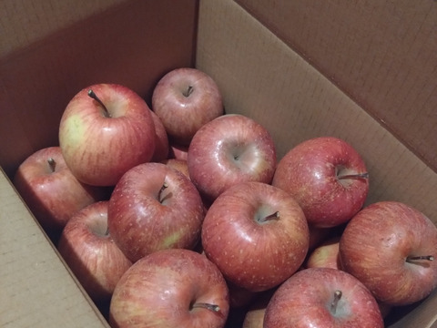 【 大特価🍎値下げ↓軽めのデザートにピッタリ！】 SSサイズのみ サンふじ 訳あり 36個  7㎏ 相当