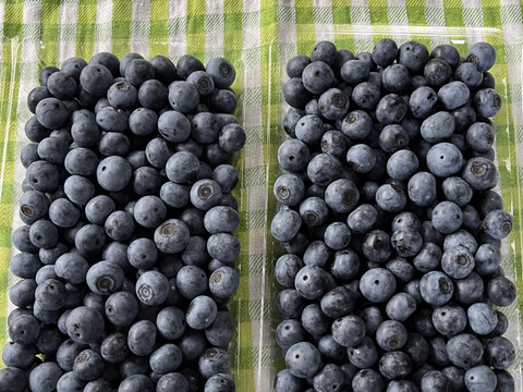 【生食用】つくば産 大粒で甘〜いラビットアイ系ブルーベリー 1kg(500g×2パック)《 8月末まで出荷可能》
