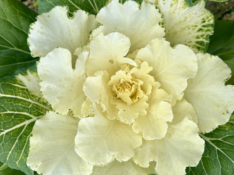 【葉牡丹／紅白／４本】畑からそのまま、土付きでお届けします。生命力あふれる葉牡丹は、切花でも元気。鉢に植え替えれば、さらに長く楽しめます。「育てる楽しみ」と「飾る楽しみ」を一緒にどうぞ。