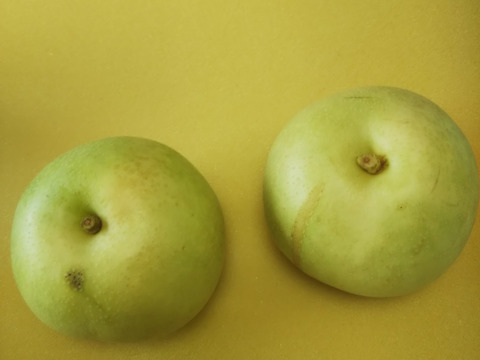 二十世紀梨 7～10玉 2.5ｋｇ