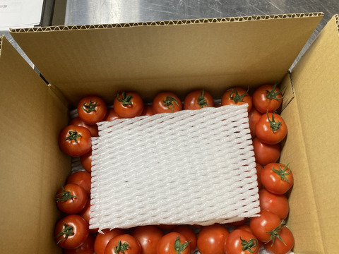 甘くて皮が薄くて食べやすい　福井県産ミディトマト『越のルビー』1Kg！約　1100g入り