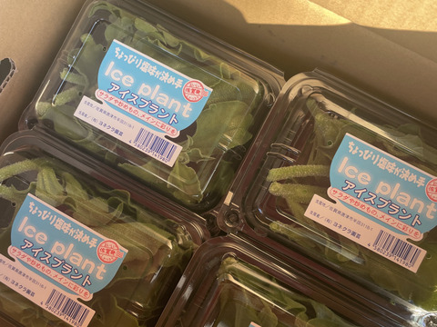 （70g×12パック）【プチっと食感／ほんのり塩味】アイスプラント