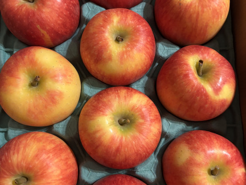 【今年から販売開始🍎】江刺ロマン 3キロ箱 6玉〜15玉サイズ 商品ID11618 長野県 信州 安曇野 リンゴ 幻 幻のリンゴ 予約 希少 旬 えさしロマン