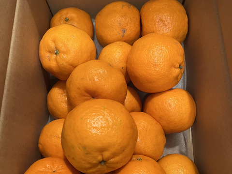 【予約割引！】【濃厚な甘い香りとコク】ポンカン（３㎏・ご家庭用）※１月下旬発送
