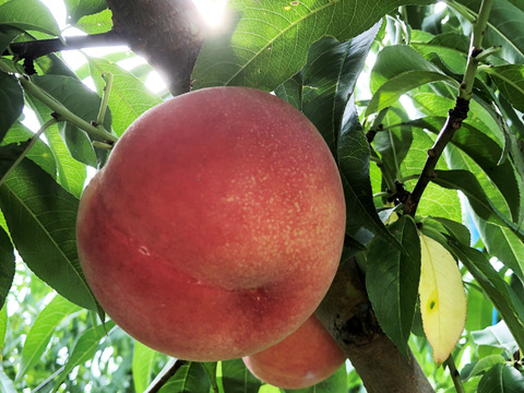 桃名人厳選　桃　『中ワッサー』約1.8ｋｇ（6-10玉）