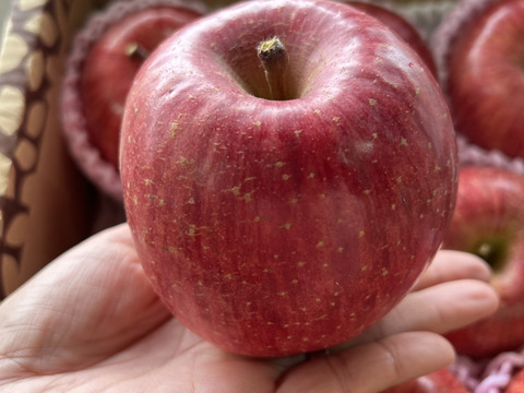 【コンテスト特別賞✨受賞園地】山形県産サンふじりんご【特秀3キロ】熨斗対応致します